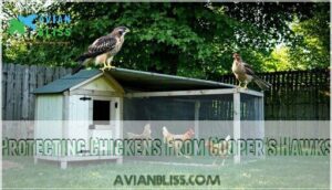 protecting chickens from cooper's hawks