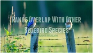range overlap with other bluebird species