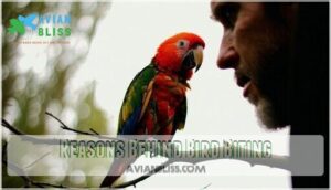 reasons behind bird biting
