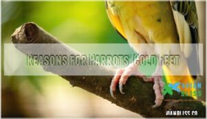 reasons for parrots' cold feet