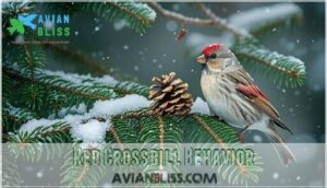 red crossbill behavior