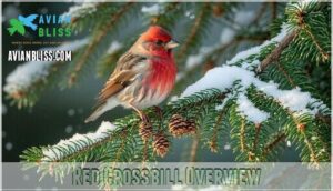 red crossbill overview