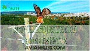 red-tailed hawk and cooper’s hawk