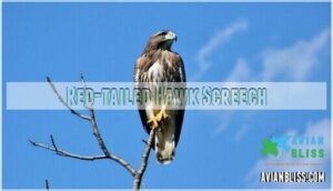 red-tailed hawk screech