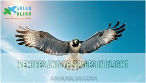 remiges and rectrices in flight remiges and rectrices in flight