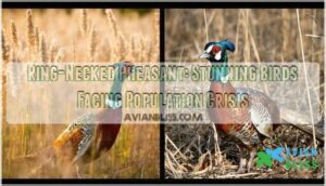 ring necked pheasant