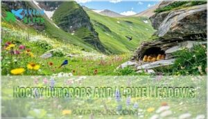 rocky outcrops and alpine meadows rocky outcrops and alpine meadows