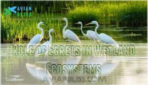 role of egrets in wetland ecosystems