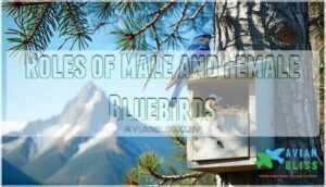 roles of male and female bluebirds roles of male and female bluebirds