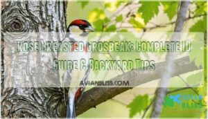 rose breasted grosbeak