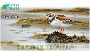 ruddy turnstone overview