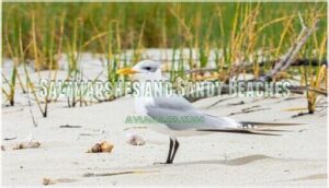 saltmarshes and sandy beaches