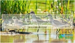 sandpiper species exhibiting one-legged hopping behavior sandpiper species exhibiting one-legged hopping behavior