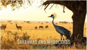 savannas and woodlands