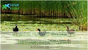 seasonal plumage changes and identification challenges