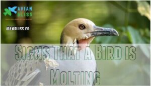 signs that a bird is molting
