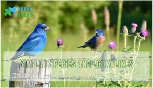 similar species and lookalikes