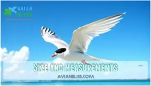 size and measurements