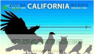 size and silhouette comparison