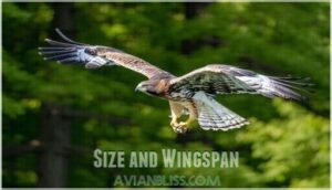 size and wingspan