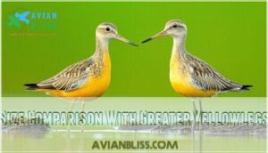 size comparison with greater yellowlegs