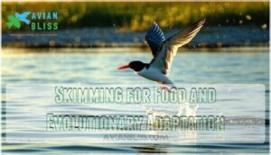 skimming for food and evolutionary adaptation