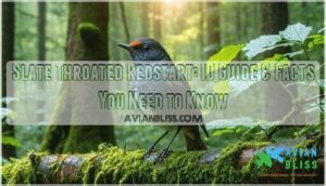 slate throated redstart