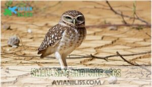 small size and long legs