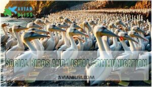 social birds and visual communication