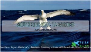 southern royal albatross
