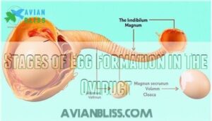 stages of egg formation in the oviduct