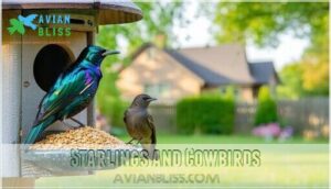 starlings and cowbirds