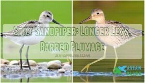 stilt sandpiper: longer legs, barred plumage