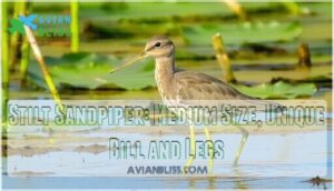 stilt sandpiper: medium size, unique bill and legs