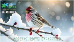 streaky brown upperparts streaky brown upperparts