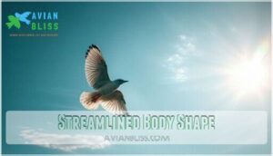 streamlined body shape streamlined body shape