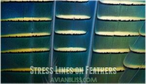 stress lines on feathers