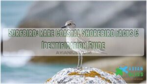 surfbird