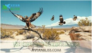 the exception: harris's hawks