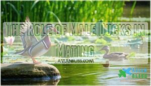 the role of male ducks in mating