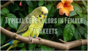 typical cere colors in female parakeets