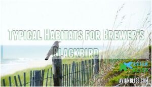 typical habitats for brewer’s blackbird