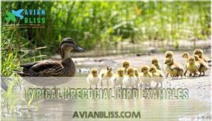 typical precocial bird examples