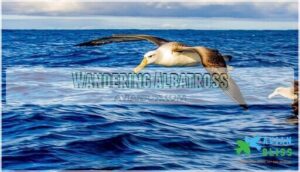wandering albatross