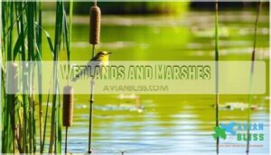 wetlands and marshes