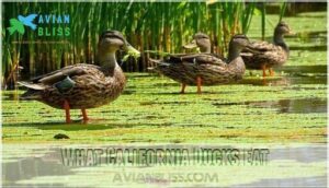 what california ducks eat