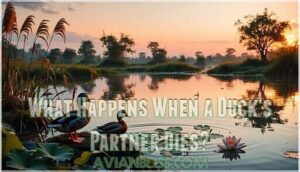 what happens when a duck's partner dies