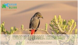 what is a crissal thrasher