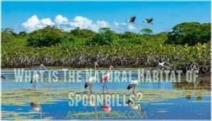 what is the natural habitat of spoonbills