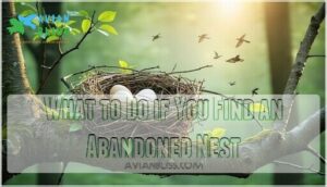 what to do if you find an abandoned nest